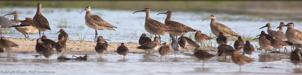Assateague Birding